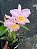 Kit com 4 Cattleya Rosa Clara Flor Grande Pré Adulta (Blc. Suzuki's Premiere x Cattleya intermedia) - Imagem 6