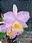 Kit com 4 Cattleya Rosa Clara Flor Grande Pré Adulta (Blc. Suzuki's Premiere x Cattleya intermedia) - Imagem 1