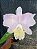 Kit com 4 Cattleya Rosa Clara Flor Grande Pré Adulta (Blc. Suzuki's Premiere x Cattleya intermedia) - Imagem 8