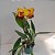 Kit com 4 Cattleya Amarela com Vermelha Flor Grande Pré Adulta (Blc. Chunyeah) - Imagem 1