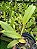Kit com 4 Cattleya Amarela com Vermelha Flor Grande Pré Adulta (Blc. Chunyeah) - Imagem 3