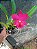 Kit com 4 Cattleya Vermelha Flor Grande Pré Adulta (Blc. Chunyeah x Blc. Jeremy Island) - Imagem 5