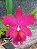 Kit com 4 Cattleya Vermelha Flor Grande Pré Adulta (Blc. Chunyeah x Blc. Jeremy Island) - Imagem 1