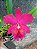 Kit com 4 Cattleya Vermelha Flor Grande Pré Adulta (Blc. Chunyeah x Blc. Jeremy Island) - Imagem 6
