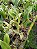Kit com 4 Cattleya Vermelha Flor Grande Pré Adulta (Blc. Chunyeah x Blc. Jeremy Island) - Imagem 2