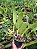 Kit com 4 Cattleya Vermelha Flor Grande Pré Adulta (Blc. Chunyeah x Blc. Jeremy Island) - Imagem 3
