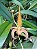 Kit com 4 Bulbophyllum lobbii - Imagem 7
