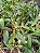 Kit com 4 Bulbophyllum lobbii - Imagem 2