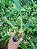 Kit com 4 Bulbophyllum lobbii - Imagem 5