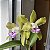 Kit com 4 Cattleya Verde Espécie Flor Média Pré Adulta (Cattleya tigrina "Lilasina") - Imagem 1