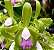 Kit com 4 Cattleya Verde Espécie Flor Média Pré Adulta (Cattleya tigrina "Lilasina") - Imagem 5