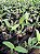 Kit com 4 Cattleya Verde Espécie Flor Média Pré Adulta (Cattleya tigrina "Lilasina") - Imagem 2