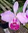 Kit com 4 Cattleya Rosa Flor Grande Pré Adulta (C. lueddemanniana tipo) - Imagem 1
