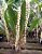 Kit com 4 Dendrochilum cobbianum - Imagem 1