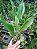 Kit com 4 Dendrochilum cobbianum - Imagem 2