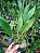 Kit com 4 Dendrochilum cobbianum - Imagem 4