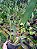 Kit com 4 Dendrochilum cobbianum - Imagem 5