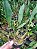Kit com 4 Dendrochilum cobbianum - Imagem 6