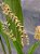 Kit com 4 Dendrochilum gracile - Imagem 1