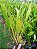 Kit com 4 Dendrochilum gracile - Imagem 3