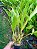 Kit com 4 Dendrochilum gracile - Imagem 4