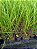 Kit com 4 Dendrochilum wenzelii - Imagem 2