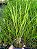 Kit com 4 Dendrochilum wenzelii - Imagem 3