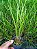 Kit com 4 Dendrochilum wenzelii - Imagem 4