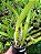 Kit com 4 Cattleya Pré Adulta Laelia purpurata werkhauseri - Imagem 3