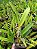 Kit com 4 Cattleya Pré Adulta Laelia purpurata werkhauseri - Imagem 4