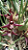 Kit com 4 Maxillaria tenuifolia "Dark" - Imagem 1