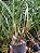 Kit com 4 Maxillaria tenuifolia vermelha - Imagem 3