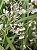 Kit com 4 Gomesa radicans (Ornithophora Radicans) - Imagem 1