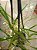 Kit com 4 Gomesa radicans (Ornithophora Radicans) - Imagem 5