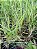 Kit com 4 Gomesa radicans (Ornithophora Radicans) - Imagem 2