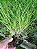 Kit com 4 Gomesa radicans (Ornithophora Radicans) - Imagem 4