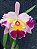 Kit com 4 Cattleya Colorida Flor Grande Pré Adulta (Lc. Recondita Armonia) - Imagem 1