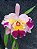 Kit com 4 Cattleya Colorida Flor Grande Pré Adulta (Lc. Recondita Armonia) - Imagem 7