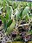 Kit com 4 Cattleya Colorida Flor Grande Pré Adulta (Lc. Recondita Armonia) - Imagem 2