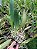 Kit com 4 Cattleya Colorida Flor Grande Pré Adulta (Lc. Recondita Armonia) - Imagem 4