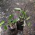 Kit com 4 Vanilla planifolia (Baunilha) - Imagem 3