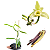 Kit com 4 Vanilla planifolia (Baunilha) - Imagem 1