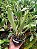 Kit com 4 Espécies Exóticas: Bifrenaria, Maxillaria, Epidendrum, Miltássia - Imagem 3