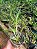 Kit com 4 Espécies Exóticas #2: Bulbophyllum, Maxillaria, Cattleya, Ornitophora - Imagem 2