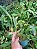 Kit com 4 Espécies Exóticas #2: Bulbophyllum, Maxillaria, Cattleya, Ornitophora - Imagem 3
