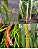 Kit com 4 Espécies de Dendrochilum - Imagem 1