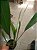 Kit com 4 Espécies de Dendrochilum - Imagem 5