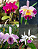Kit com 4 Cattleya Coloridas Pré Adulta - Imagem 1