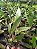 Kit com 4 Cattleya Coloridas Pré Adulta - Imagem 5