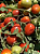 Tomate Rasteiro Rio Grande 20.000 Sementes / 50g - Imagem 5